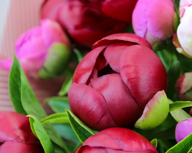 Букет з 25 півоній мікс у стильній упаковці