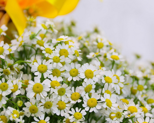 Кошик квітів Ромашкове поле