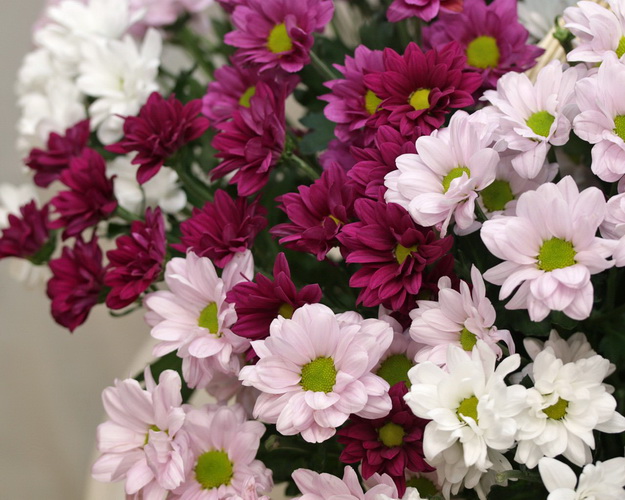 Кошик квітів Ромашкова поляна